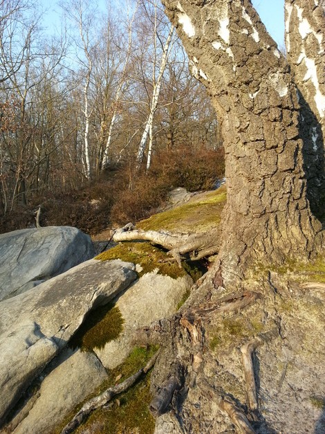 Bois des sables